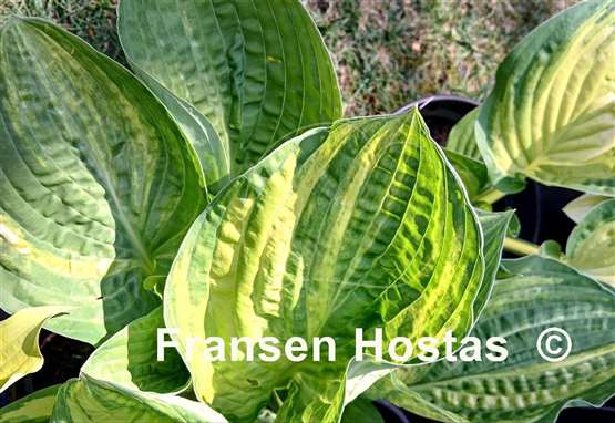 Hosta Christmas Tree Gala