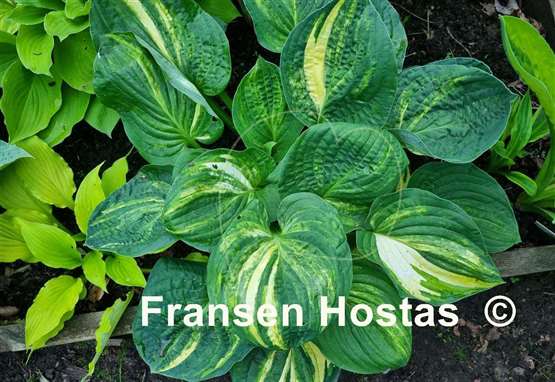 Hosta Christmas Tree Gala