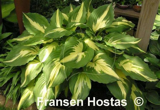 Hosta Christmas Candy Fransen Hostas Hosta Info