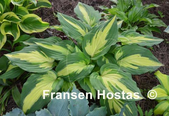 Hosta Christmas Candy