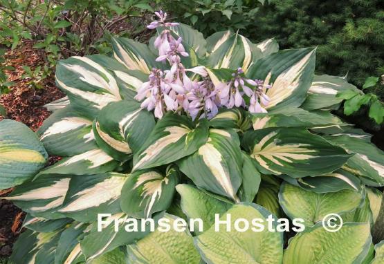 Hosta Christmas Candy Fransen Hostas Hosta Christmas Candy No Availability