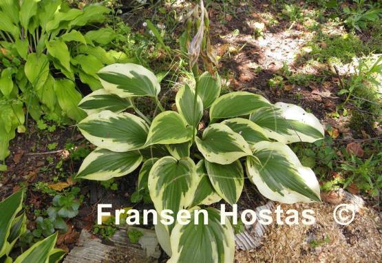 Hosta Christmas Charm