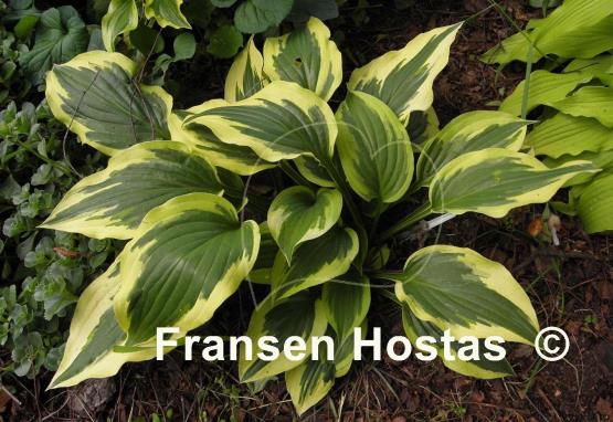 Hosta Christmas Charm