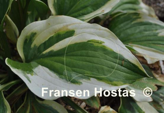 Hosta Christmas Charm