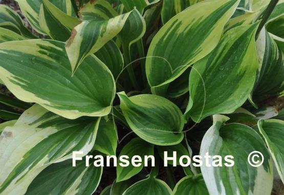 Hosta Christmas Charm