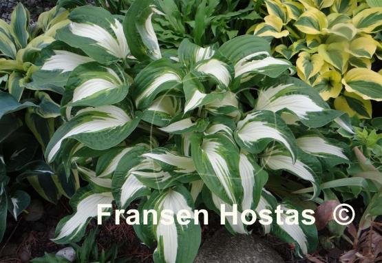 Hosta Christmas Cookies