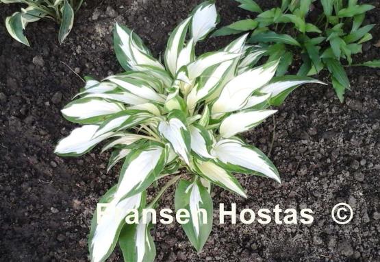 Hosta Christmas Cookies