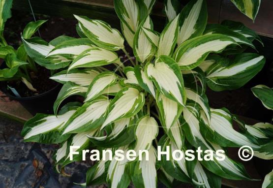 Hosta Christmas Cookies