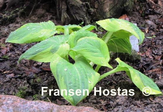 Hosta Christmas Lights