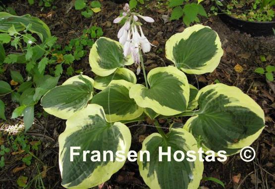 Hosta Christmas Pageant