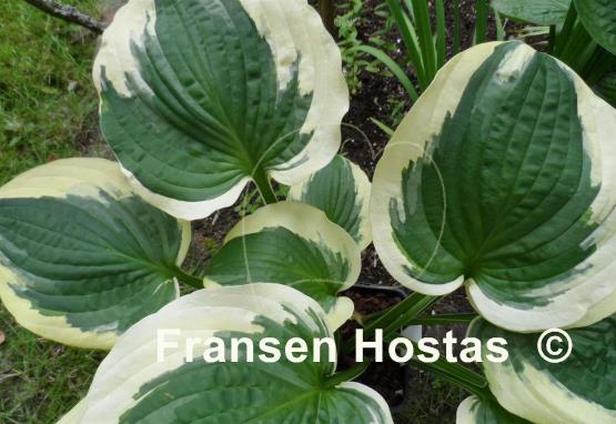 Hosta Christmas Pageant