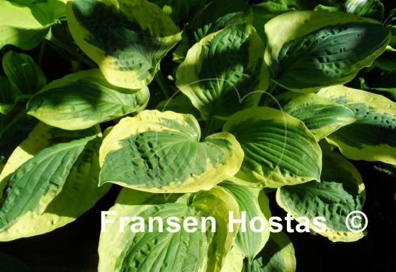 Hosta Christmas Pageant