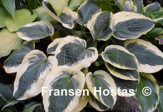 Hosta Christmas Pageant