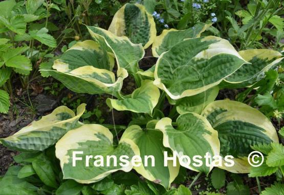 Hosta Christmas Pageant