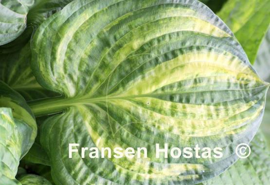 hosta christmas tree gala fransen hostas nl hosta christmas tree gala