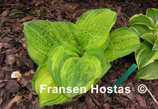 Hosta Christmas Tree Gala