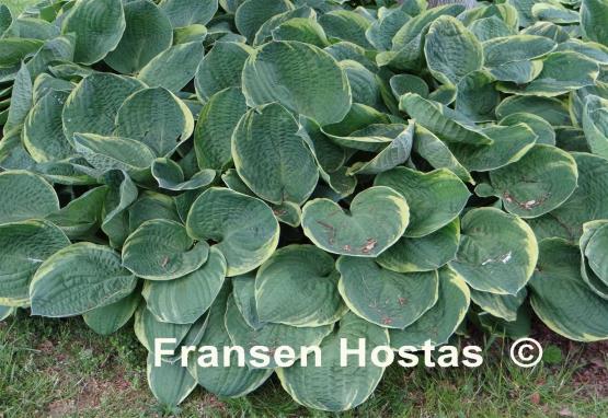 Hosta Christmas Tree - Fransen Hostas - Hosta Christmas Tree - Fransen Hostas