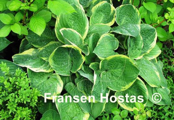 Hosta Christmas Tree