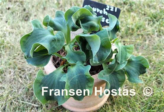 Hosta Church Mouse