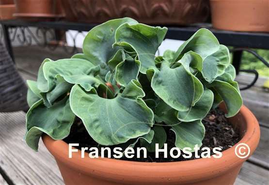 Hosta Church Mouse