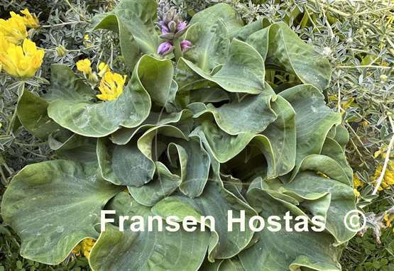 Hosta Church Mouse