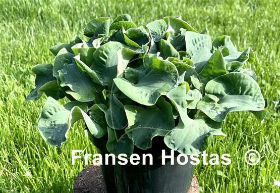 Hosta Church Mouse