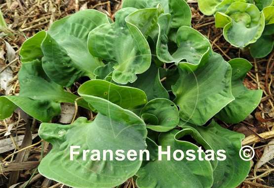 Hosta Church Mouse