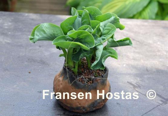 Hosta Church Mouse