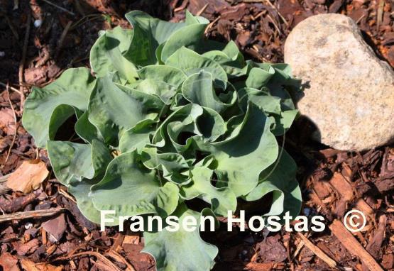 Hosta Church Mouse