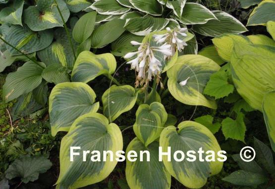 Hosta Cinderella
