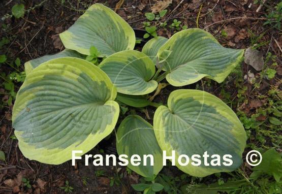 Hosta Cinderella