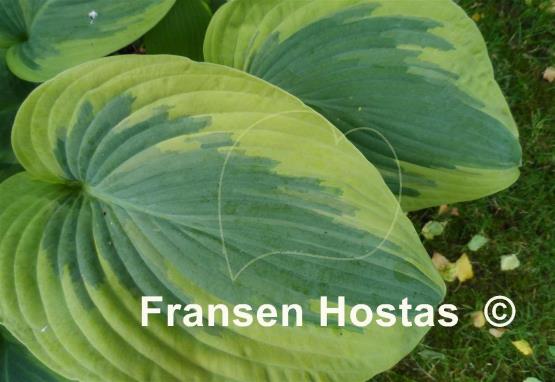 Hosta Cinderella