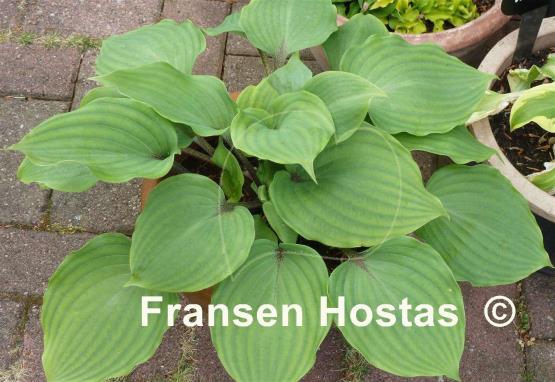 Hosta Cinnamon Sticks