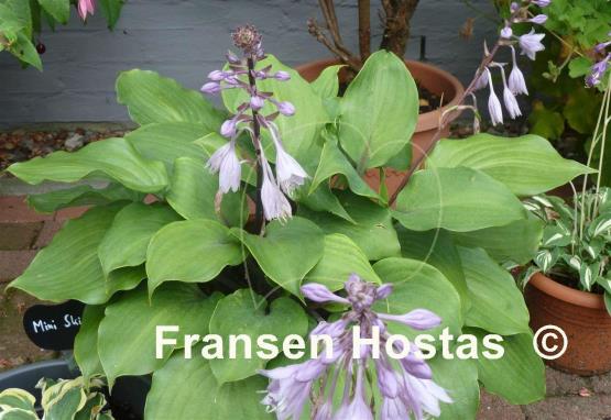 Hosta Cinnamon Sticks