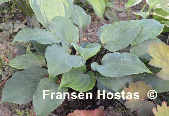 Hosta Cinnamon Sticks