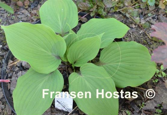 Hosta Cinnamon Sticks