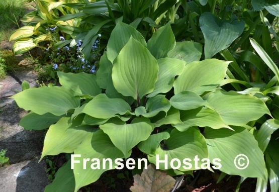 Hosta Cinnamon Sticks