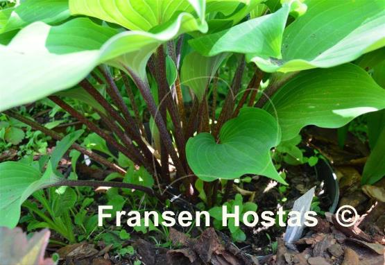 Hosta Cinnamon Sticks