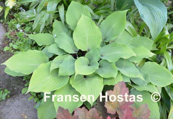 Hosta Cinnamon Sticks