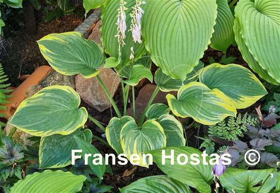 Hosta Circular Saw