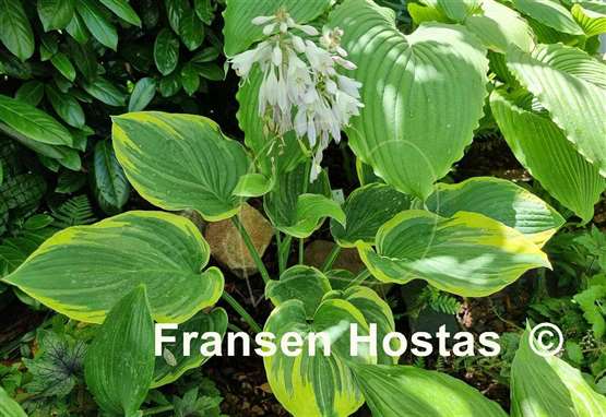 Hosta Circular Saw