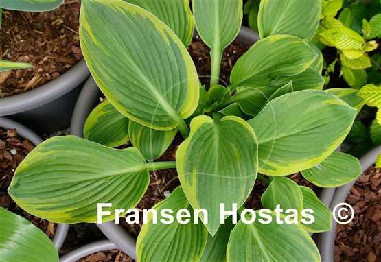 Hosta Circular Saw