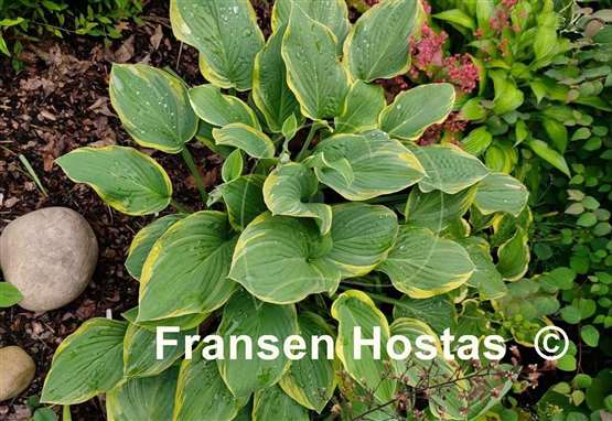 Hosta Circular Saw