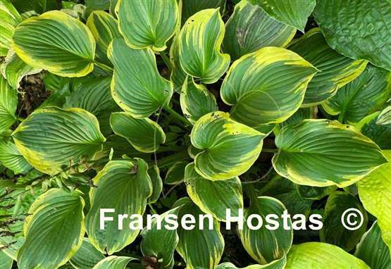Hosta Circular Saw