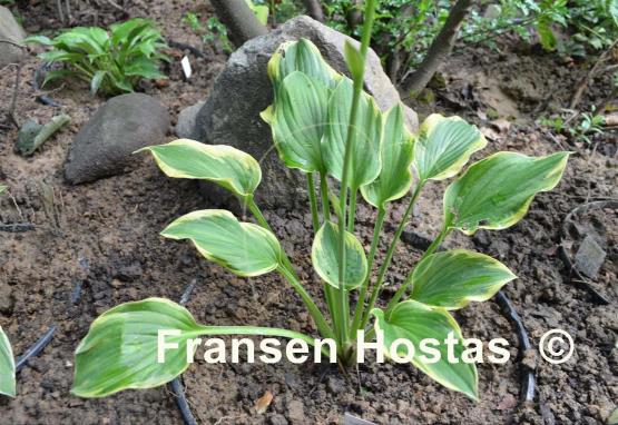 Hosta Circular Saw