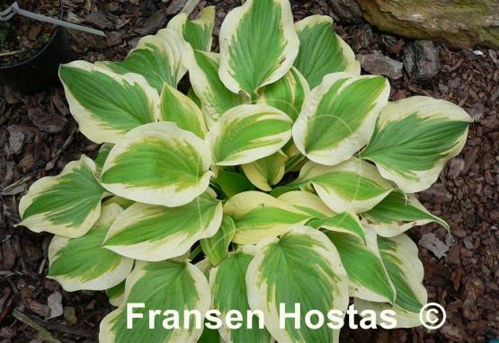 Hosta Citation
