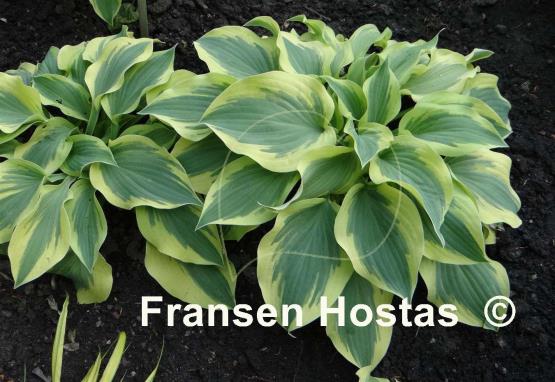 Hosta Citation