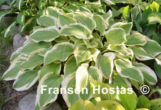 Hosta Citation