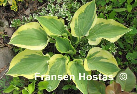 Hosta Citation