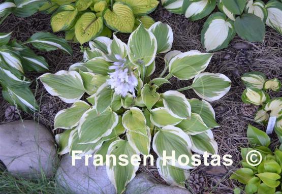 Hosta Citation